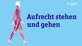 Knochen, Muskeln, Gelenke – so funktioniert der Stütz- und Bewegungsapparat | Wissen ist gesund