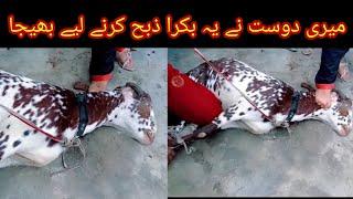 Finally Eid Bakra Zibah Ho Giyaa || New video Goat Slaughter