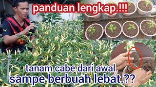 tutorial menanam cabe dari awal sampe berbuah.#cabe #garden #caberawit