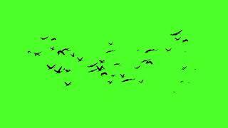 Flying birds green screen