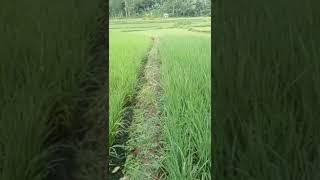 di sawah gay