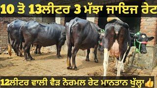 10 ਤੋ 13ਲੀਟਰ 3 ਮੱਝਾ ਅਤੇ 1 ਗਾਂ ਵੀਕਾਓ। Buffalo and cow for sale/vadiya farm/27-6-24