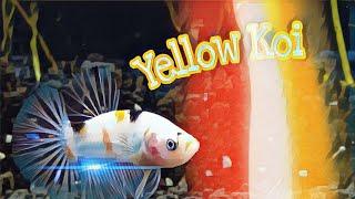 Betta Fish YELLOW KOI || DUNIA HOBBY