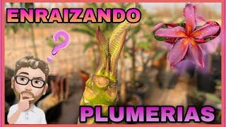 ¿Cómo enraizar esquejes de PLUMERIA?️