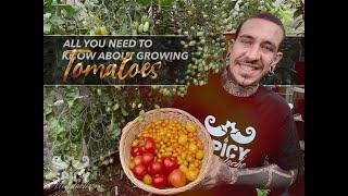 All you need to know about Growing Tomatoes