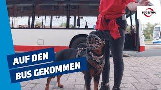 Auf den Bus gekommen! Hundetraining bei der BOGESTRA