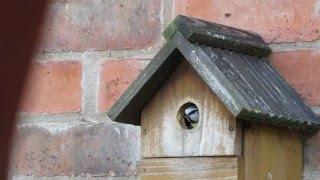 Blue Tits Making Their Nest