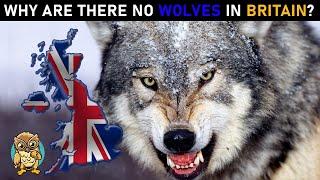 Britain's Mysterious Wolf Absence