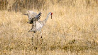 I’m Filming Cranes! Behind the Scenes Bird Wildlife Video