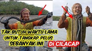 Tarikannya sangat menguras tenaga!,Berburu belut laut atau pelus penghuni sungai cilacap