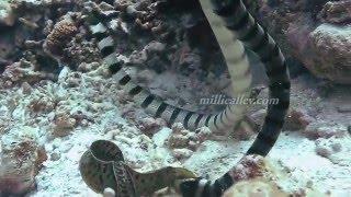 sea snake vs moray eel