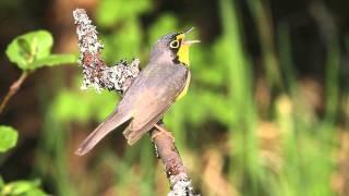 Canada Warbler in Maine