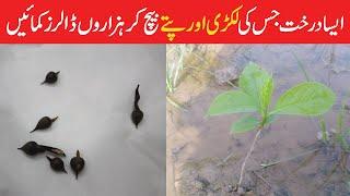 How to Grow Agarwood  | Greater Punjab Pak