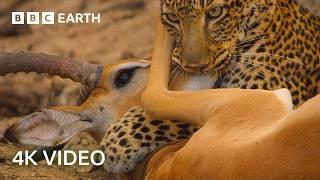 Explore The Secret Areas of Earth Where Nature Remains Untouched | 4K UHD | BBC Earth