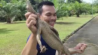 MEMBURU BIAWAK UNTUK SANTAPAN KING COBRA