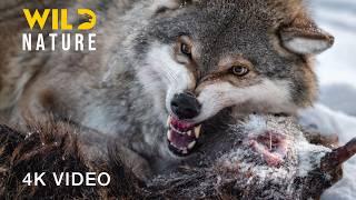 WILD NORTH AMERICA | Predator Showdowns in the Grasslands | Animal documentary