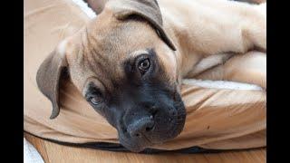 6 Tips for Training Your Bullmastiff: The Key to a Happy, Well-Behaved Dog