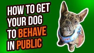 HOW TO GET YOUR DOG TO BEHAVE IN PUBLIC