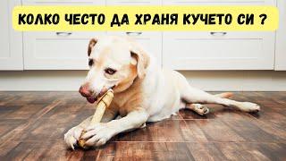 Колко често трябва да храня кучето си?