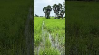 Countryside view farming rice field in rainy season