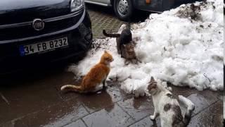 Коты насилуют кошку! Group rape cat!