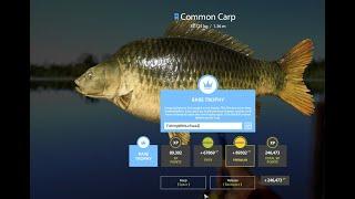 HUGE TROPHY COMMON CARP 35.721 RELEASED AMBER LAKE Russian Fishing 4 RF4