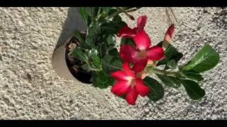 Adenium Çöl Gülü Bonsai, Saksıda