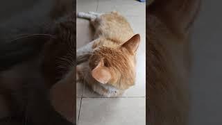 #funnyvideos #prank #cat #dog #chien #animalsoftiktok #ypf #viral #pet