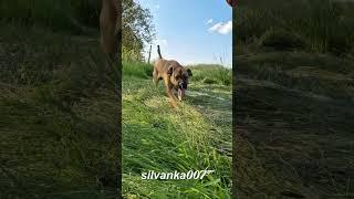 FREE KODI VIRAL Running Dog Cute Cane Corso Puppy Dog Lovers Animal Love Green Peace Love My Dog Pet