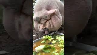 Obese pig? Losing weight with healthy food! #shorts #youtubeshorts