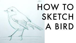 How to sketch birds for beginners - quick step by step