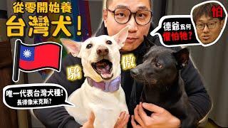 【從零開始養】台灣犬!唯一代表台灣的犬種!德爺居然會畏懼他!?長得像米克斯怎麼分辨?忠心護主救阿嬤的故事【許伯簡芝】