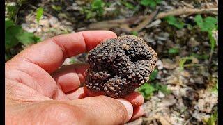 Comment trouver des truffes ?