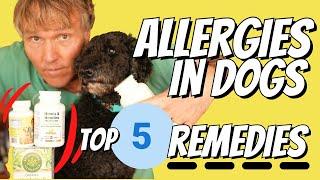 Allergies in Dogs: Top 5 Remedies to Stop the Itching