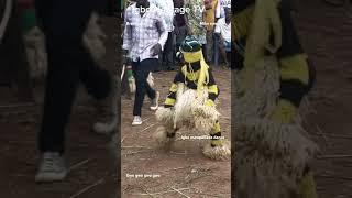 #Igbo #Iga #Masquerade dances to #BrainJotter & #MikeEjeagha gwo gwo gwo gwo #music