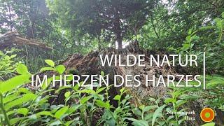 Nationalpark Harz - Wilde Natur im Herzen des Harzes