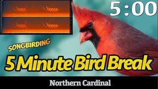 5 Minute Bird Break: Northern Cardinal | Birdsong with Timer