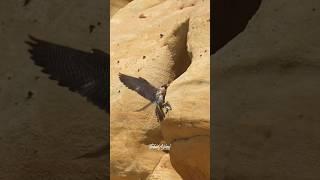 Peregrine Mom delivering food to the nest. #epic #wildlife #birdlovers #birds #birdsofprey #falcons