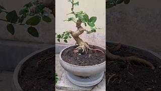 Cara Membuat Bonsai Sancang Dengan Cepat