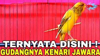 BENER² MEWAH ! READY BURUNG KENARI GACOR PROSPEK SIAP LOMBA MULAI SERI LOPER, AF, F1, F2 SAMPAI YSBB