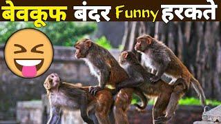 Funny monkeys Doing Stupid things • try Not to laugh • funny monkey compilation