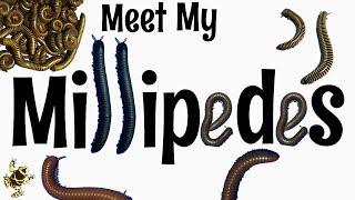 Meet my Millipedes!