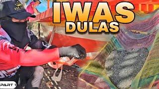 P1 - IWAS DULAS -  EP1741