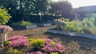 Early Morning in the Cut Flower Garden!  Clearing & bComposting, Fixing Drip & Chicken Update!