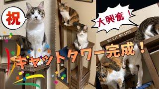 【DIY】主婦の大工仕事でもできる・キャットタワーついに完成！猫大興奮！