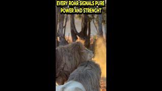 BIG LIONS ARE A CALLING AND ROARING | signal power and strenght#shorts