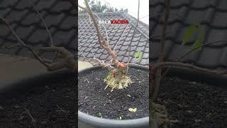 Bahan bonsai anput rawatan Kang M-Vech #antingputri #bonsaitree #balakacida #short