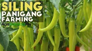 Siling Panigang: Siling Panigang Planting Guide for Abondant Harvest