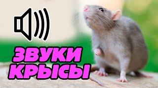 Звук крысы, какой звук издают крысы, писк крысы