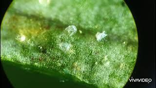 Are spider-mites dangerous?